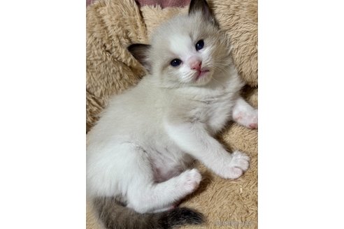 販売中の三重県のラグドール-116962の6枚目